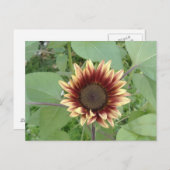 ストロベリーブロンドひまわり ポストカード (正面/裏面)
