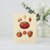 ストロベリーベリーボタニカルヴィンテージ葉書 ポストカード (スタンド正面)