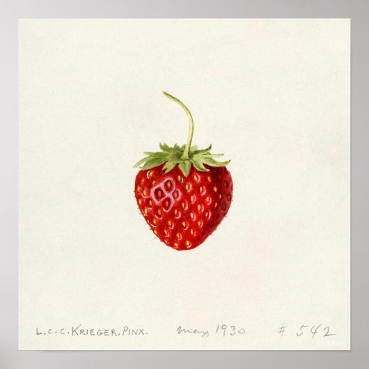 ストロベリー(Louis C.C. Krieger) ポスター (正面)