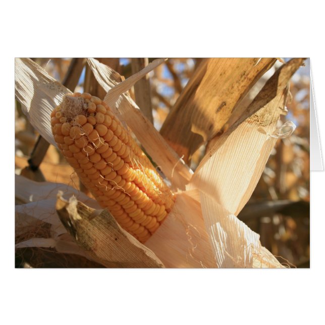 ストーカーのトウモロコシ畑 (正面横)