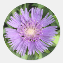 ストークスアスター(Stokesia laevis)ステッカー ラウンドシール