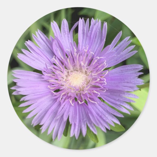 ストークスアスター(Stokesia laevis)ステッカー ラウンドシール (正面)