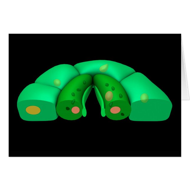 ストーマタの概念図2 (正面横)