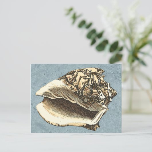 ストーンウォッシュされたコンシュの貝 ポストカード (スタンド正面)