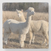 ストーンコースター – Alpacas Abby & Bailey (正面)