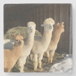 ストーンコースター – Alpacas in the Winter Sun