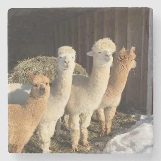 ストーンコースター – Alpacas in the Winter Sun (正面)