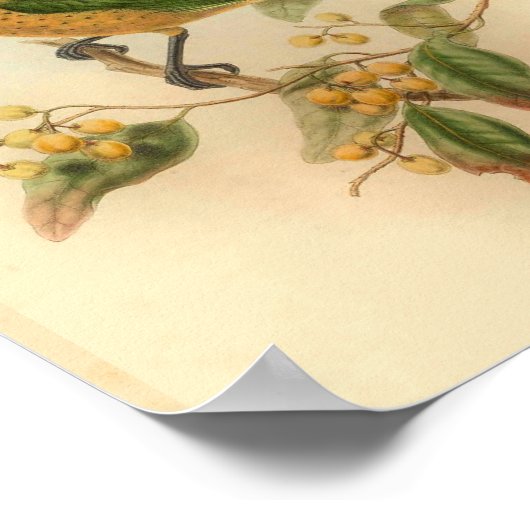 ストーンズキャットバードグリーンイエローヴィンテージバードプリント ポスター (角)