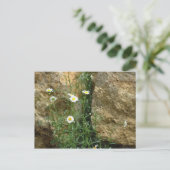 ストーンズデイジー ポストカード (スタンド正面)