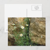 ストーンズデイジー ポストカード (正面/裏面)