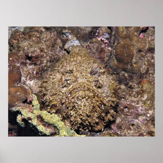 ストーンフィッシュ ポスター (正面)