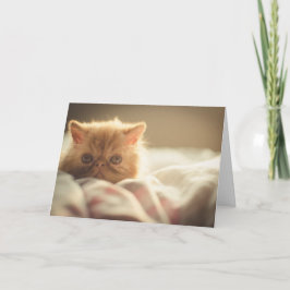 スナグリー·ペルシャの子猫がよく切り札を買う カード