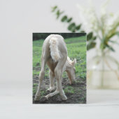 スナック子馬 ポストカード (スタンド正面)