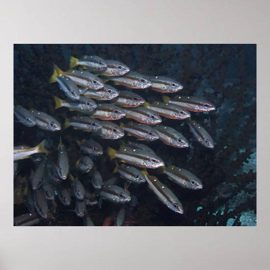 スナッパー2 ポスター (正面)