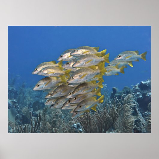 スナッパー・スクール ポスター (正面)