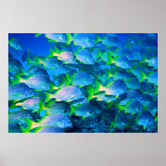 スナッパ派 ポスター (正面)