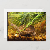 スナップウミガメ（ニューヨーク） ポストカード (正面/裏面)