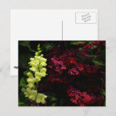 スナップドラゴンとパゴダの花カラフルフローラ ポストカード (正面/裏面)