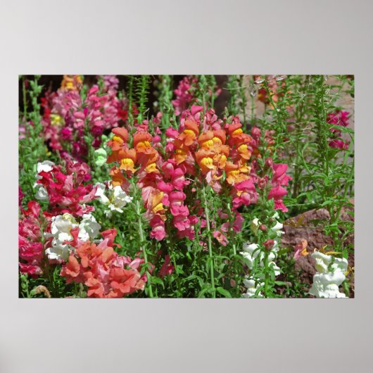 スナップドラゴンフェスティバルポスター ポスター (正面)