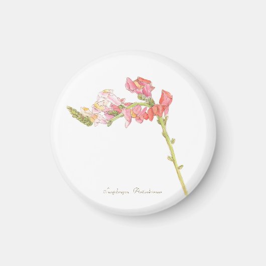 スナップドラゴン磁石 マグネット (正面)