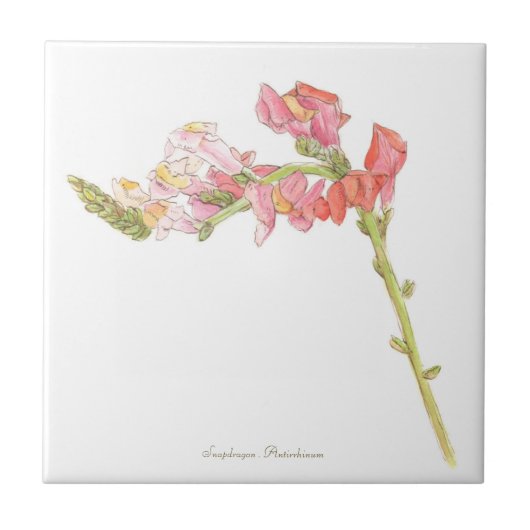 スナップドラゴン  タイル (正面)