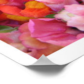 スナップドラゴン ポスター (角)