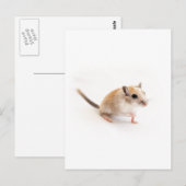 スナネズミのかわいいベビー動物ペットスナネズミのテンプレート ポストカード (正面/裏面)