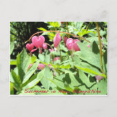 スナピー湖からの挨拶 ポストカード (正面)