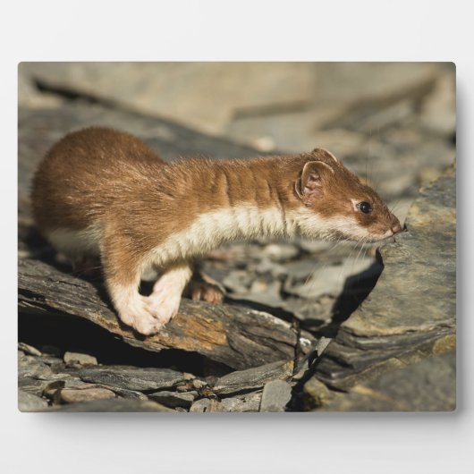 スナフィングウィーゼル フォトプラーク (正面)