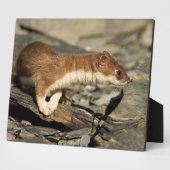 スナフィングウィーゼル フォトプラーク (側面)