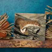 スナフィングウィーゼル フォトプラーク (側面)