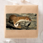 スナフィングウィーゼル ラベル (インサイチュ)