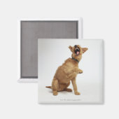 スナリング犬 マグネット (正面/裏面)