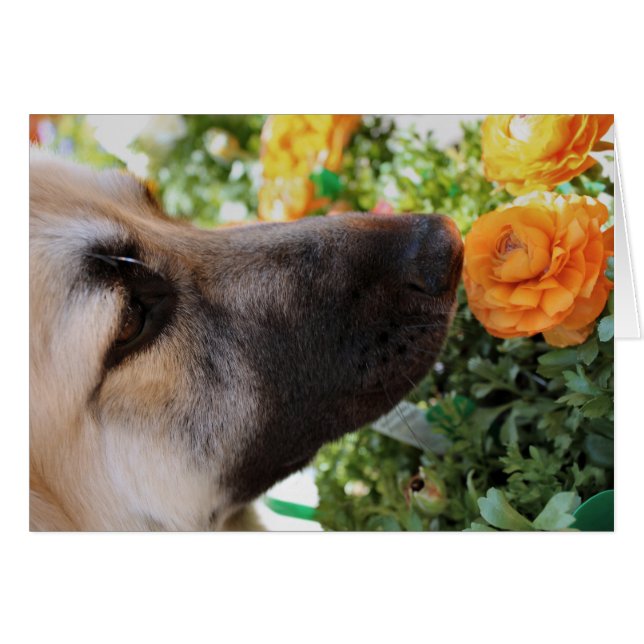 スニフ (正面横)