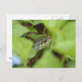 スニーク・スネーク ポストカード (正面/裏面)