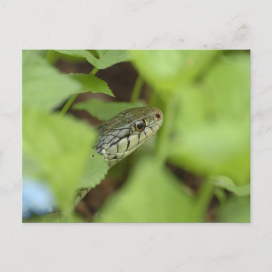 スニーク・スネーク ポストカード (正面)