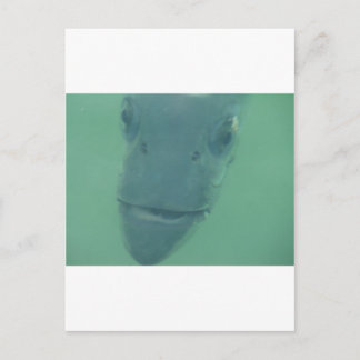 スヌック ポストカード