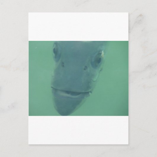 スヌック ポストカード (正面)