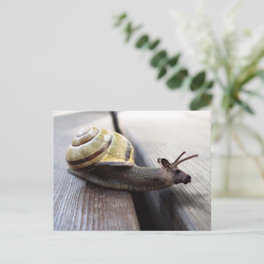 スヌース ポストカード (スタンド正面)