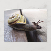 スヌース ポストカード (正面)