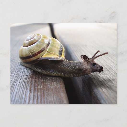 スヌース ポストカード (正面)