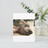 スヌーズ ポストカード (スタンド正面)