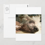 スヌーズ ポストカード (正面/裏面)