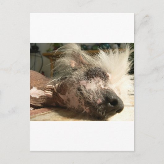 スヌーズ ポストカード (正面)