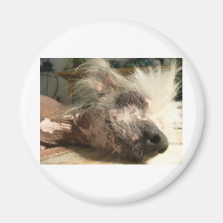 スヌーズ マグネット