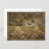 スネークアイ ポストカード (正面/裏面)