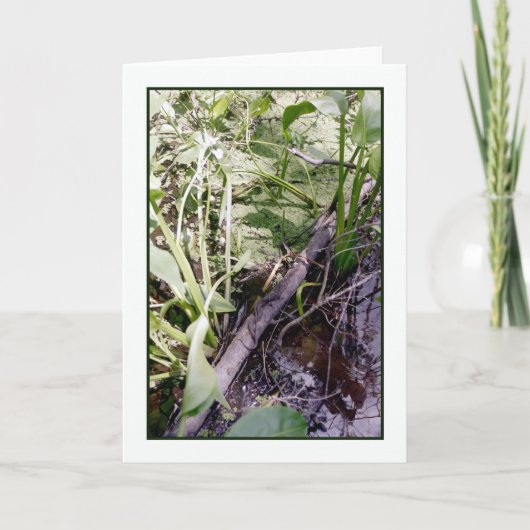 スネークサンバスグリーティングカード カード (正面)