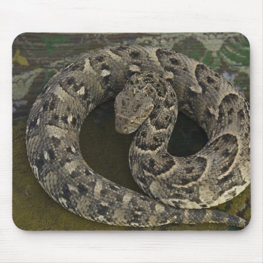 スネークチャーマーのアフリカパフアダー Bitis マウスパッド (正面)