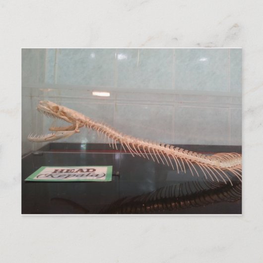 スネークヘッドのスケルトンポストカード ポストカード (正面)