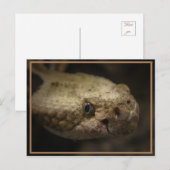 スネークヘッド ポストカード (正面/裏面)